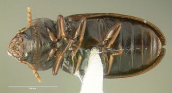 Media type: image;   Entomology 612592 Aspect: habitus ventral view